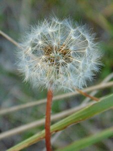 Dandelion grass green