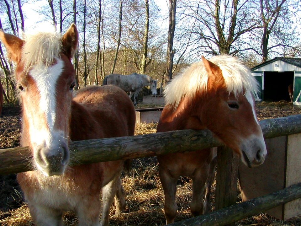 Foal pasture animal