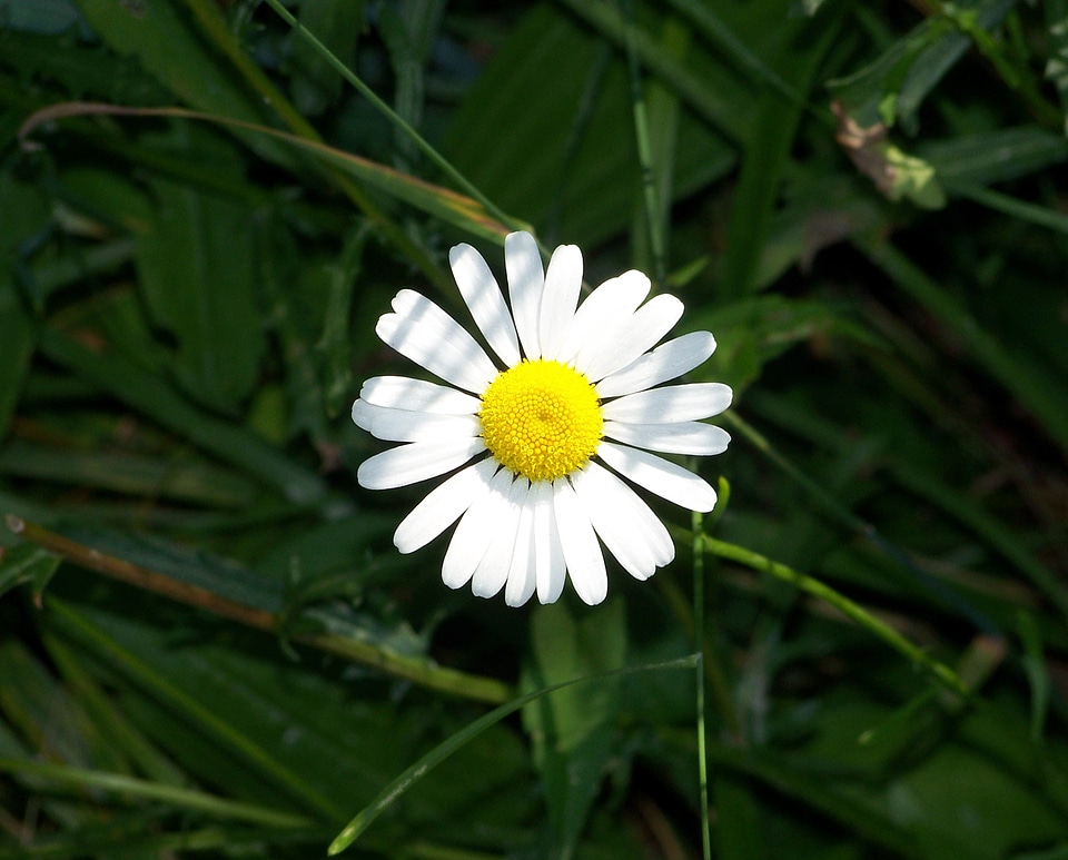 Bloom blossom colorful