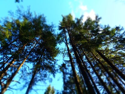 Top nature forest