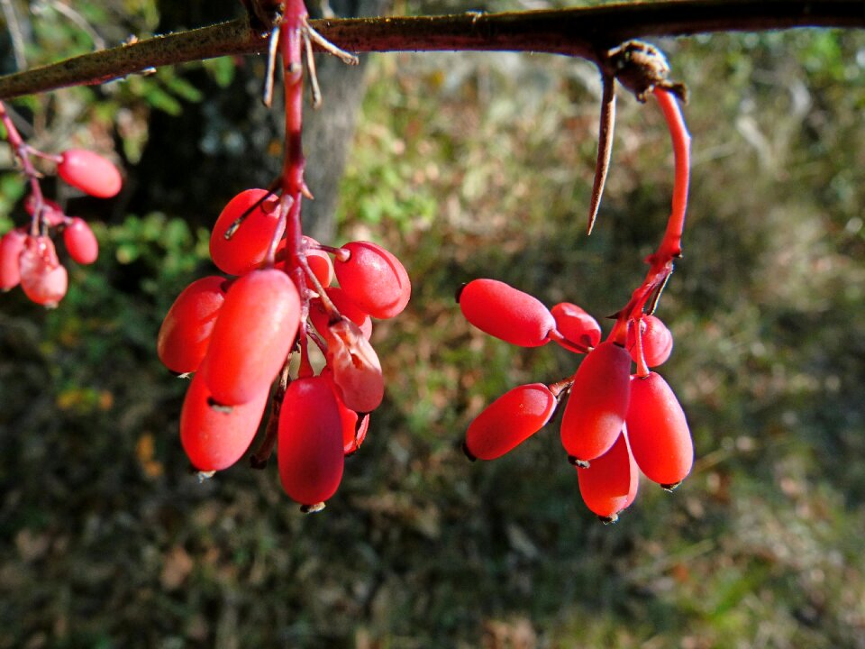 Red plants brightly colored