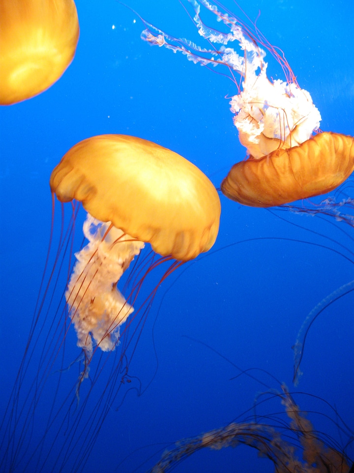 Underwater animal tropical photo