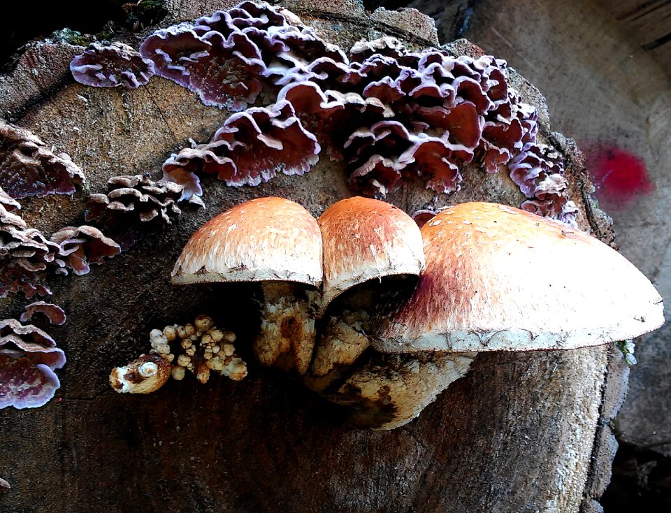 Nature tree stump wood