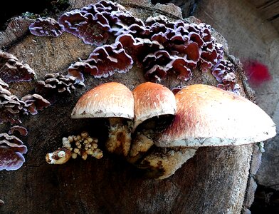 Nature tree stump wood
