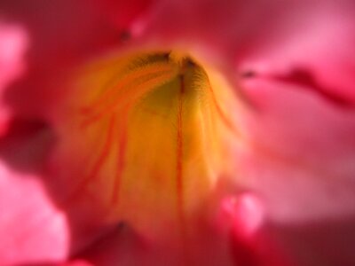 Yellow magenta flower container