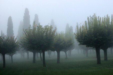 Cypress atmosphere background