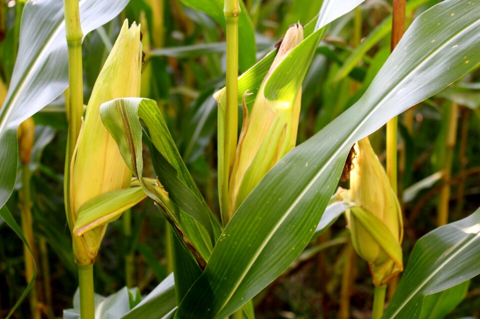Leaves cornfield fodder maize