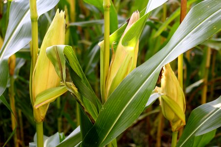 Leaves cornfield fodder maize photo