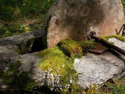 Stone moss old