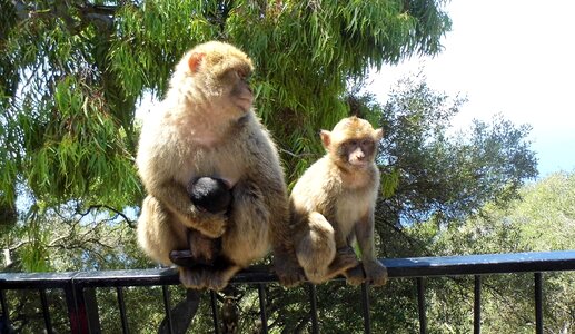 Nature primate young