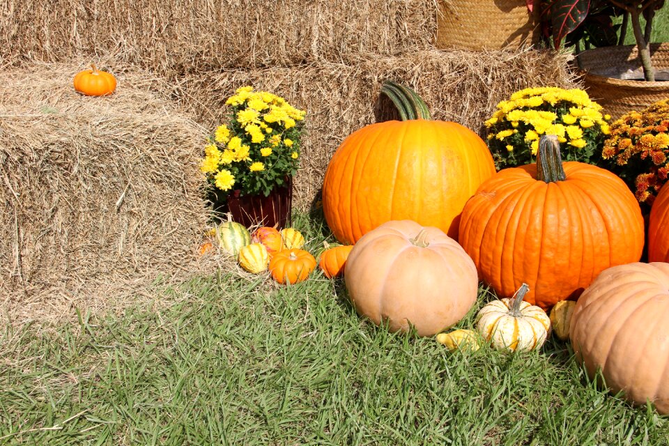 Halloween thanksgiving vegetables
