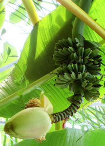 Banana shrub banana flower tropical