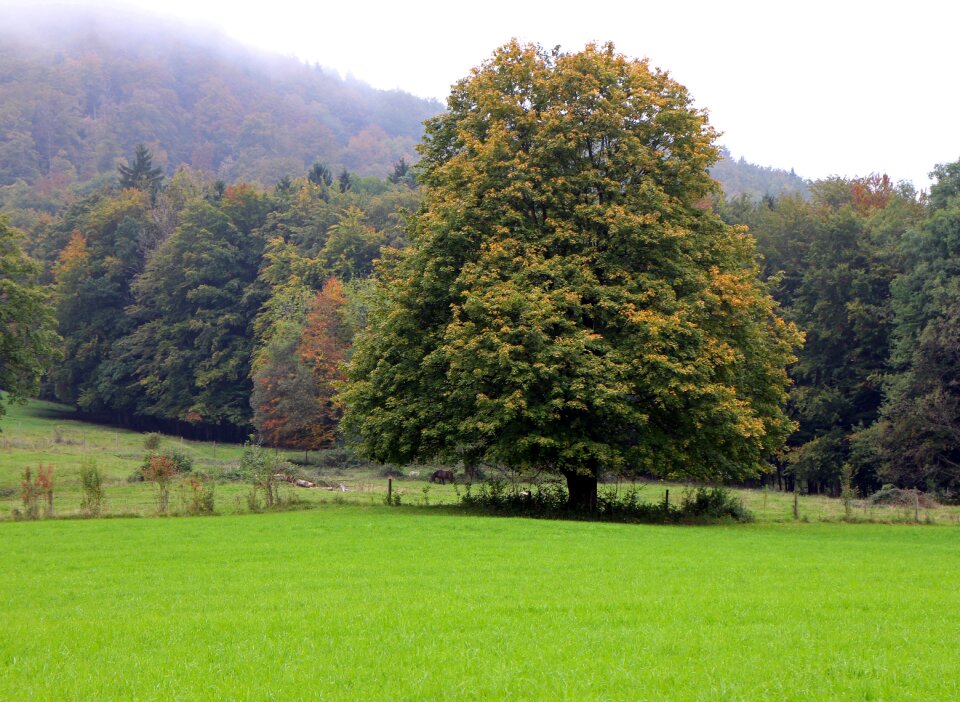 Forest meadow autumn forest