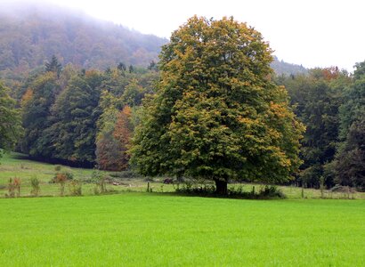 Forest meadow autumn forest photo