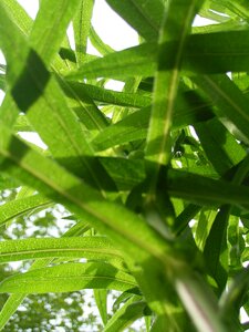 Green plant green leaf