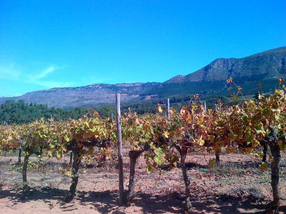 South africa vine farm