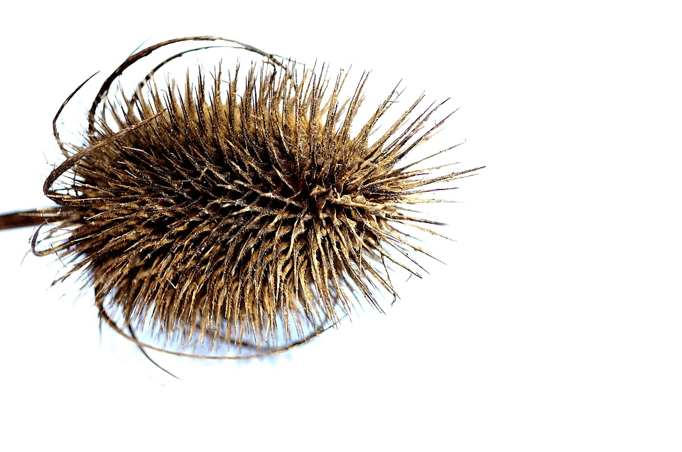 Prickles season background