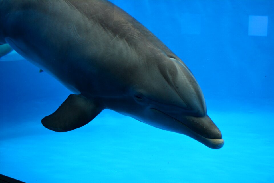 Dolphin water fish
