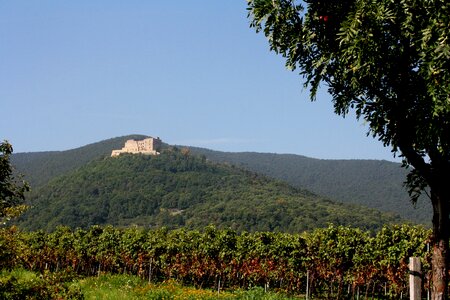 Vintage new wine autumn
