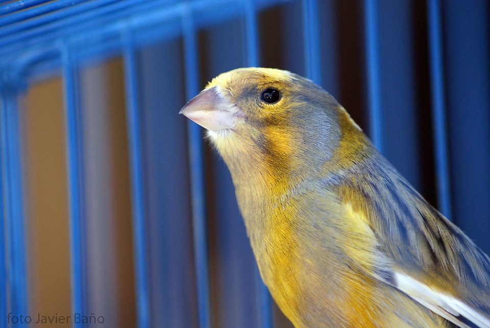 Wing wildlife domestic