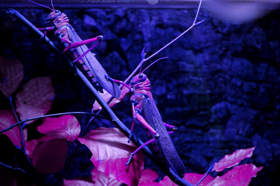 Lighting purple violet