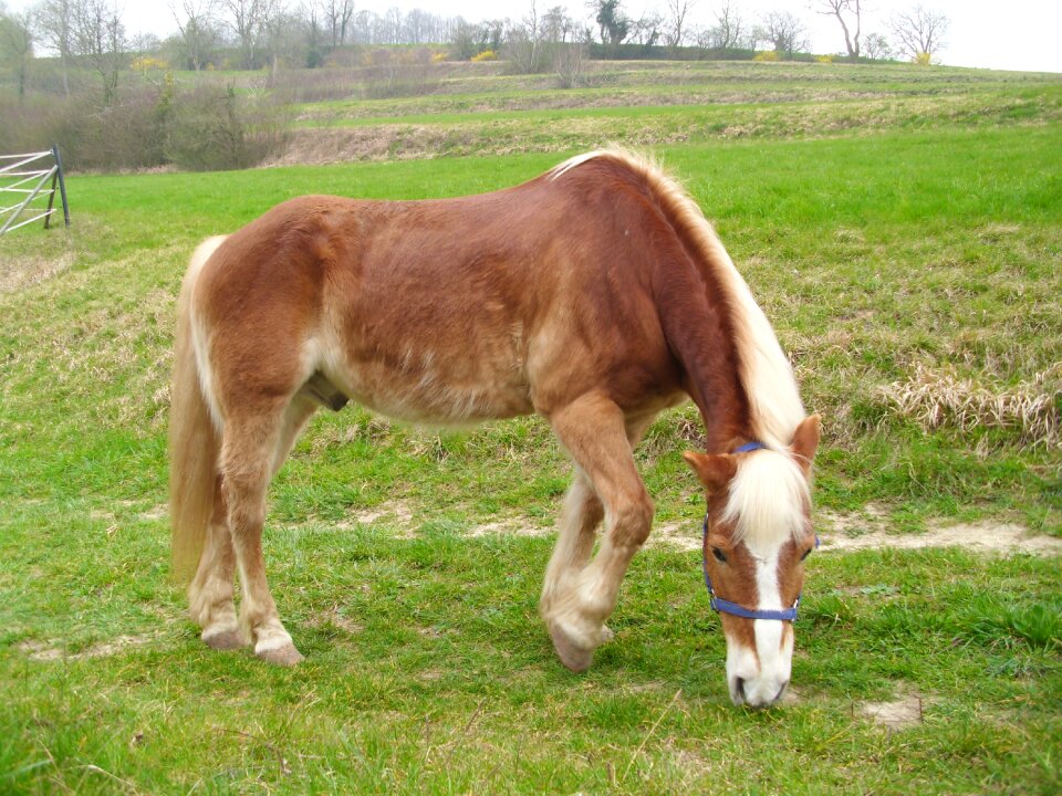 Farm graze haflinger