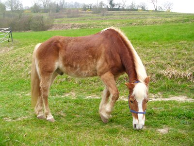 Farm graze haflinger