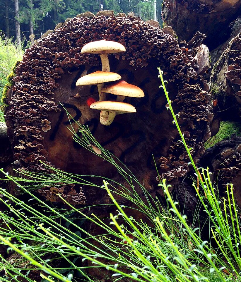 Nature tree stump wood