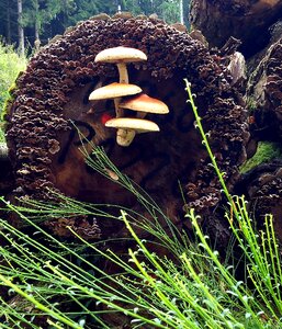 Nature tree stump wood