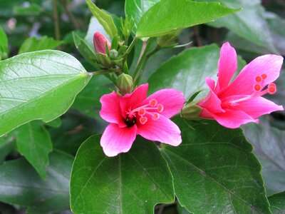 Red thailand exotic