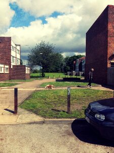 Dog estate building
