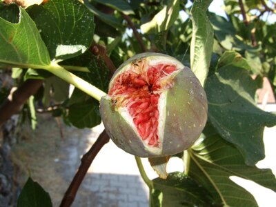 Fruit mediterranean eat