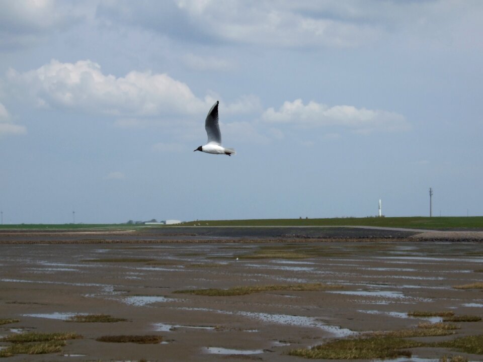 Coast bird beach
