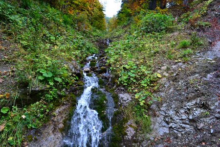 Forest watercourse murmur photo