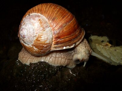 Reptile mollusk slowly