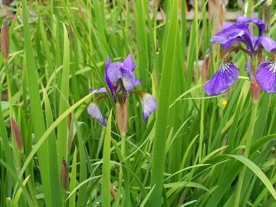 Purple violet iris photo