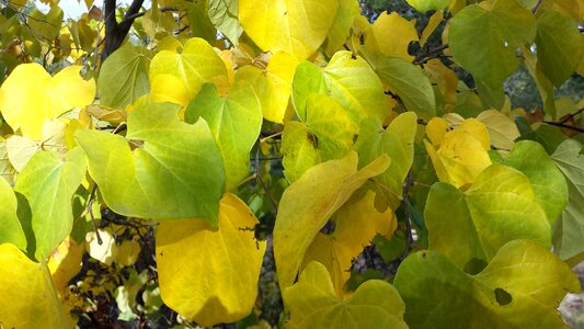 Green yellow falling leaves photo