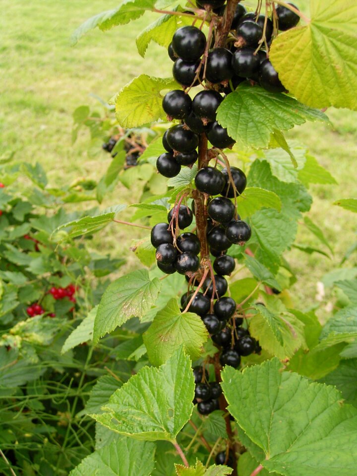 Berries fruits bush
