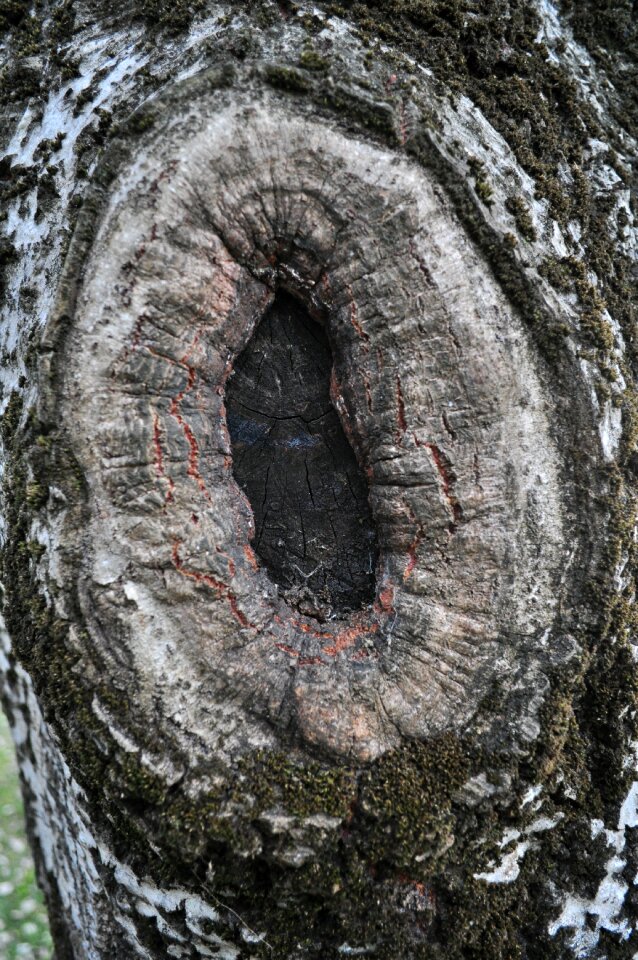 Trees trunk forest