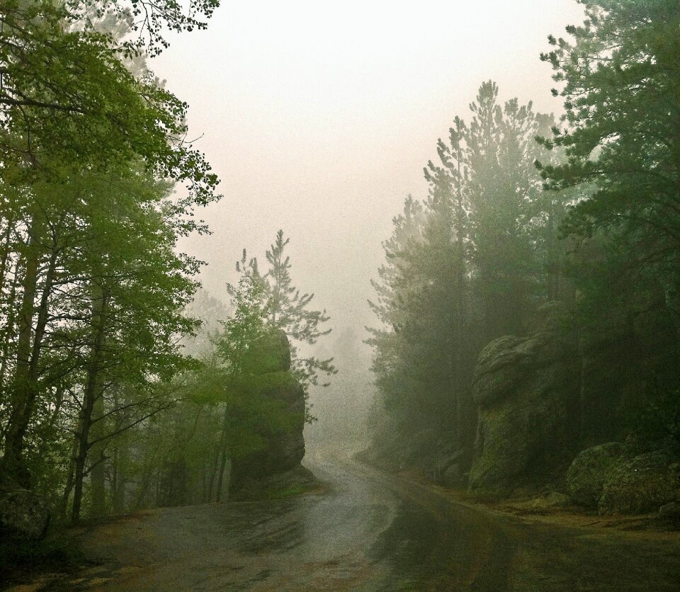 Misty tree mysterious photo