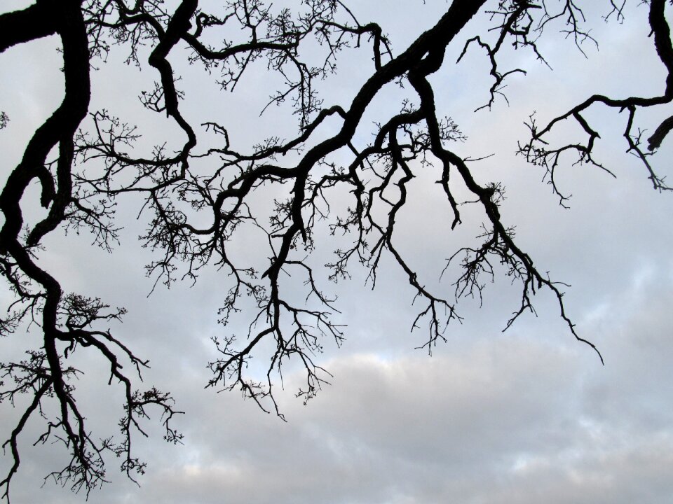 Seasonal winter bare
