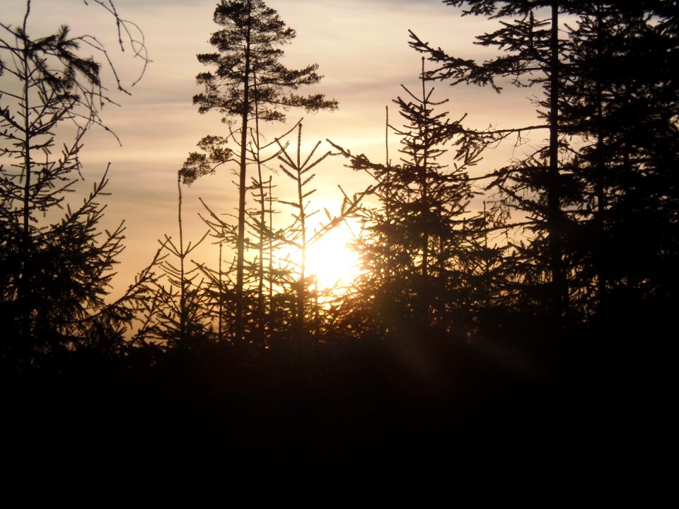 Forest trees nature