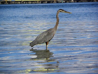 Animal standing water
