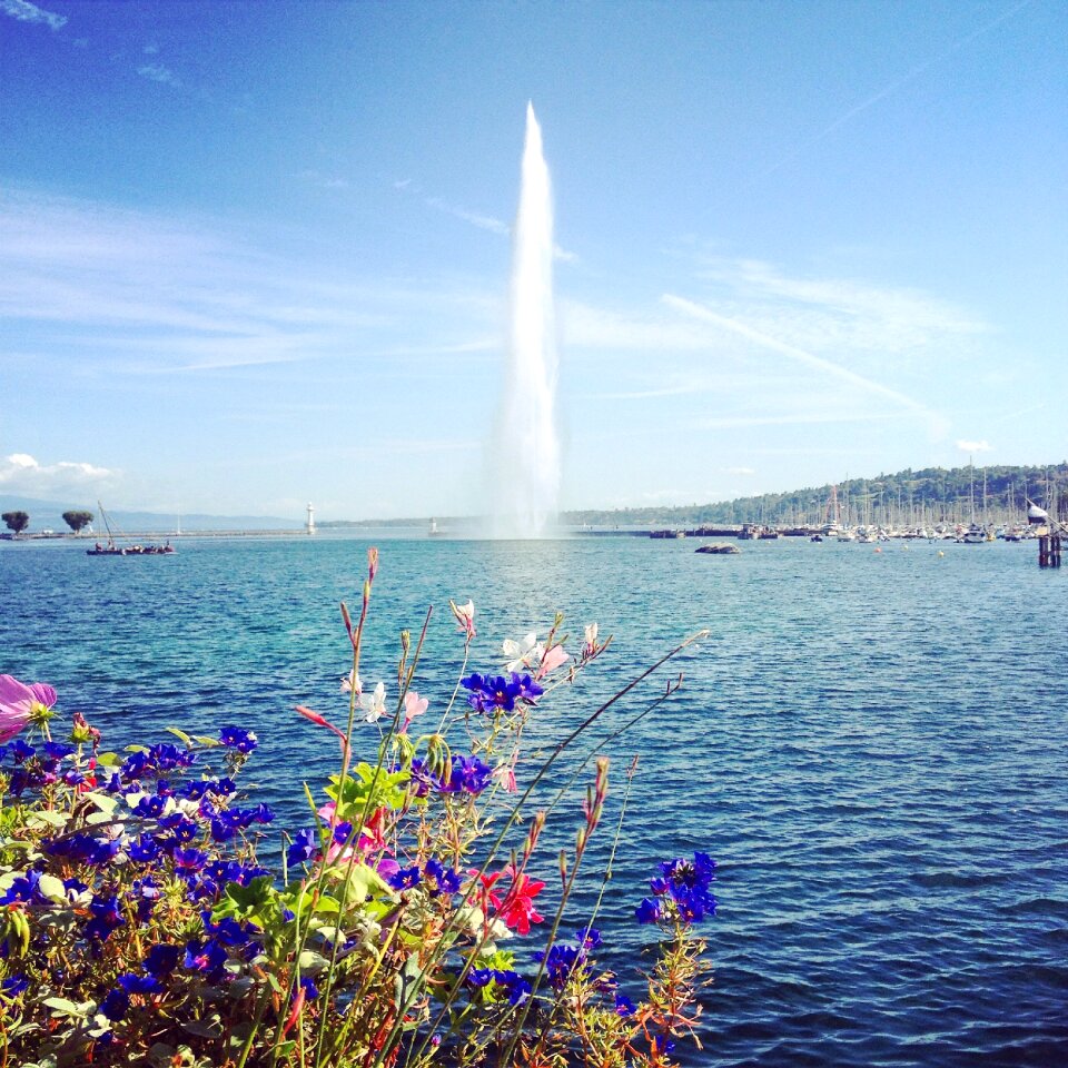 Lake geneva water flower