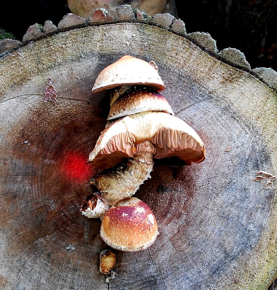 Nature tree stump wood