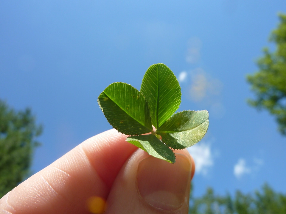 Leafed leaf four-leafed