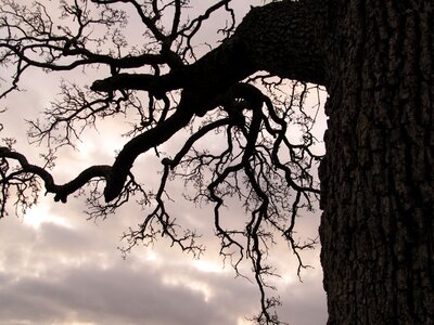 Seasonal winter bare photo