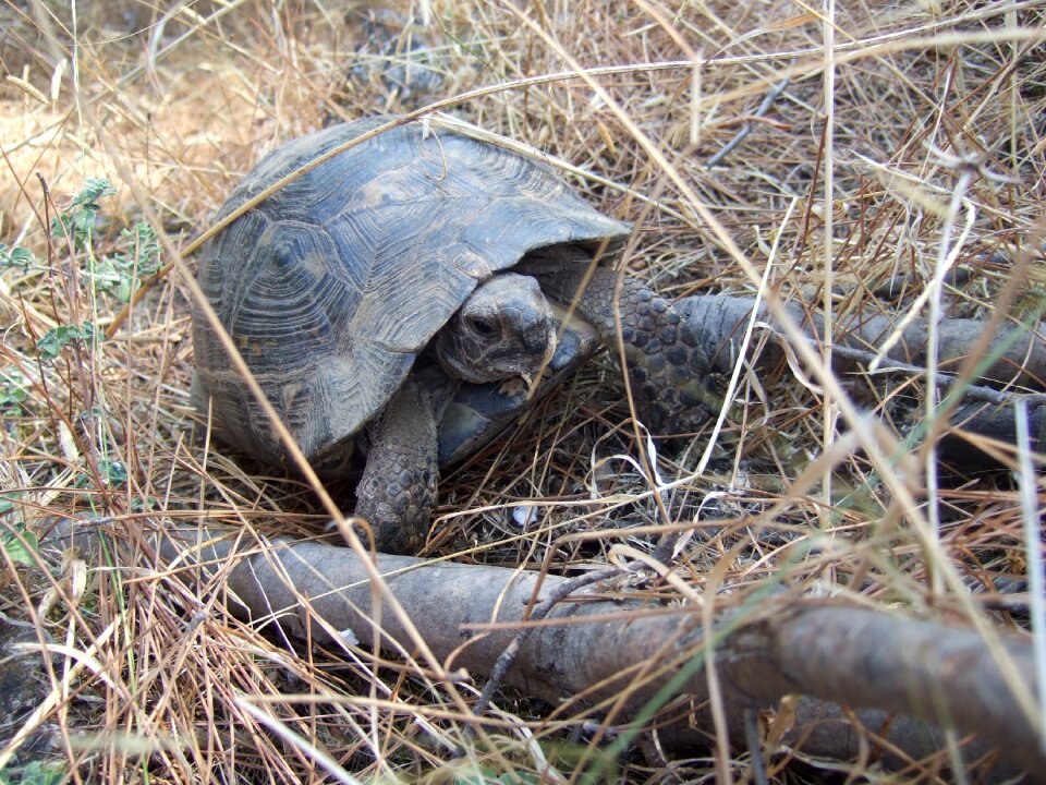 Turtle animals slowly