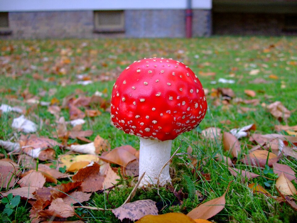 Toadstool toxic red