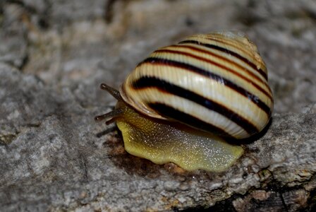 Snail shell my saturday photo